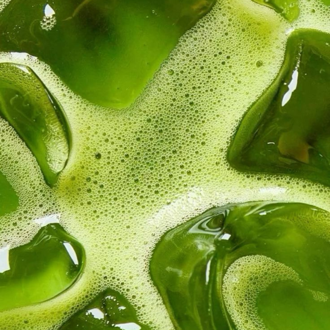 Matcha Premium Grade